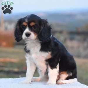 Betsy, Cavalier King Charles Spaniel Puppy